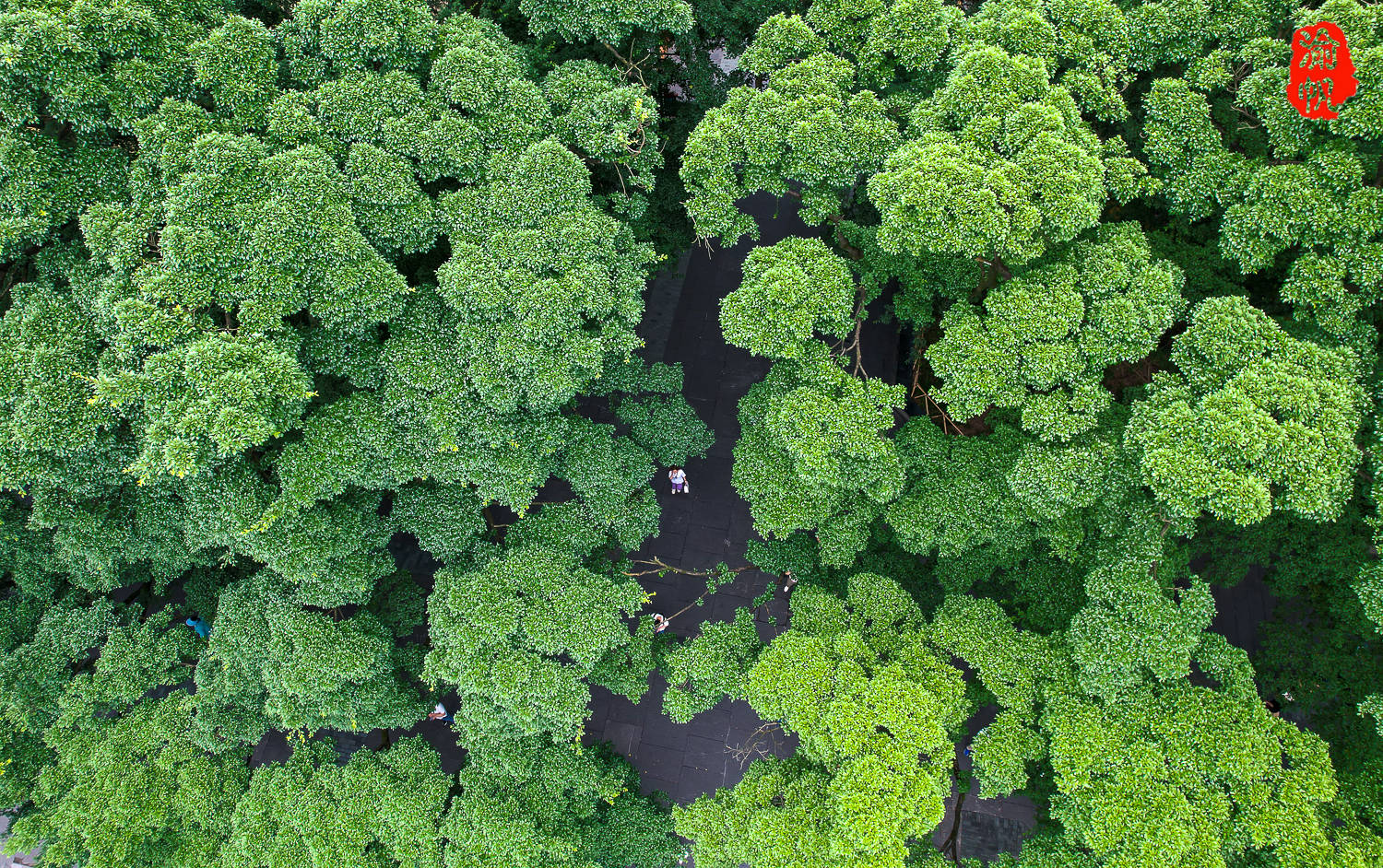 求是网【澳门资料大全正版资料2024年免费】-传承中华优秀传统文化《古汉语常用字字典》推出新版