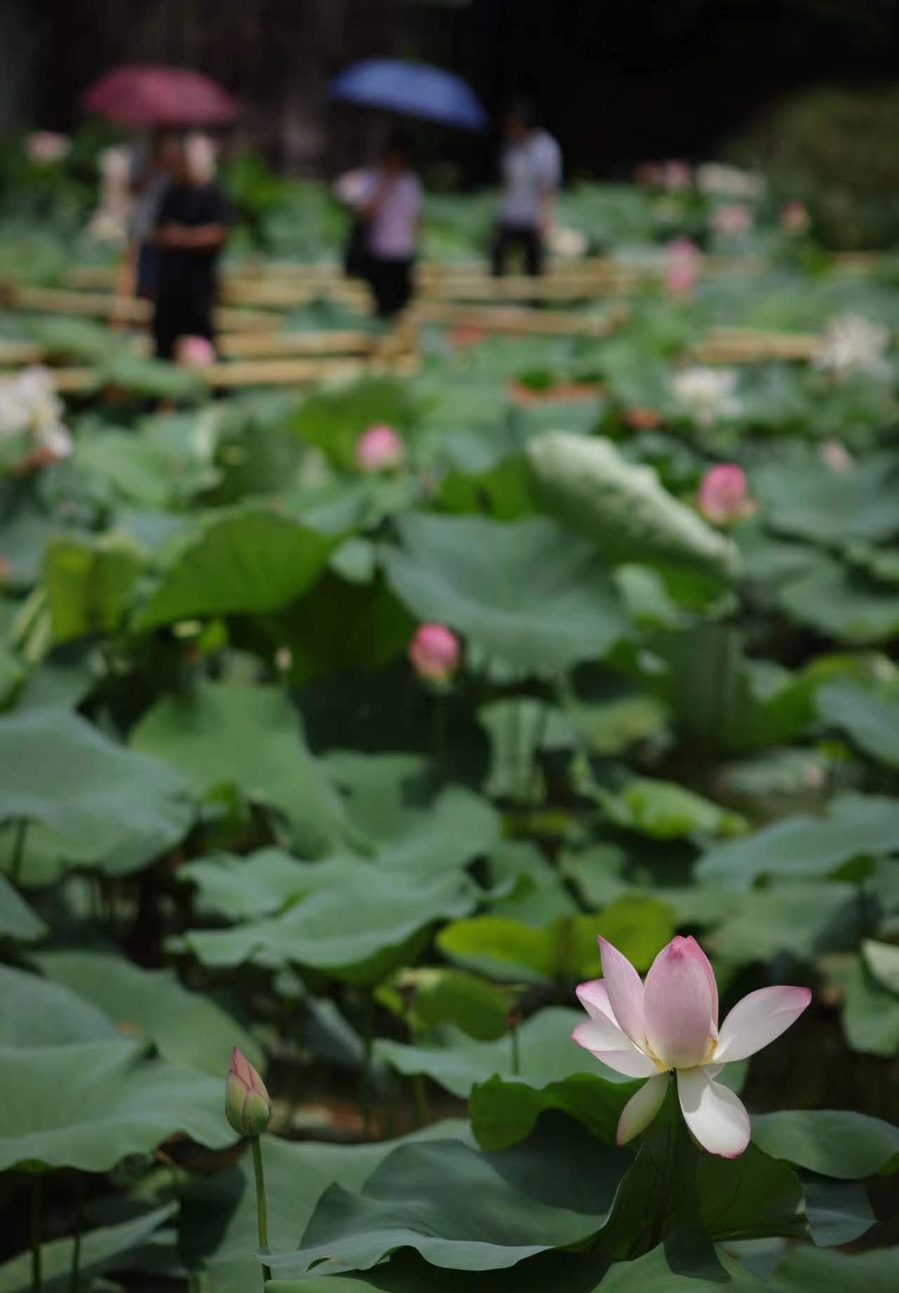 斗鱼直播：澳门一码一肖一特一中准选今晚-京西古香道文化交流活动走进黄庭坚文旅小镇