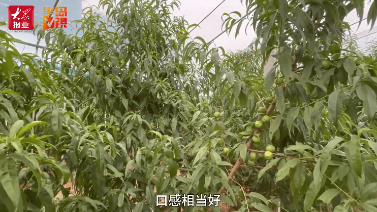 贴吧：新澳门内部资料精准大全-尤文图斯3-0完胜科莫队，姆班古拉破两项历史纪录，法布雷加斯首秀遇阻