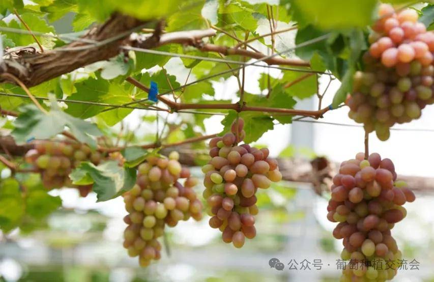 新浪：新澳门内部资料精准大全-迪亚特洛夫事件，人类历史上最诡异、最离奇的集体死亡事件之一