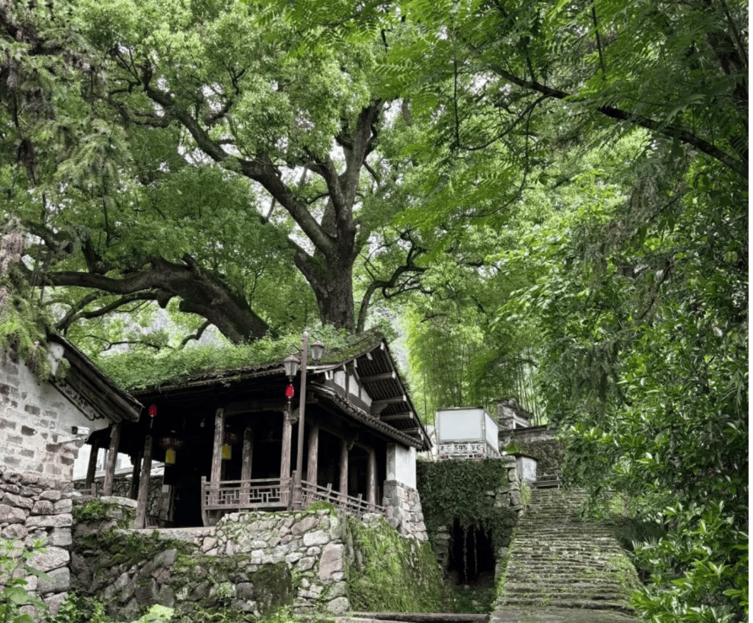 凤凰：澳门一码一码100准确-桂冠电力盘中创历史新高  第4张